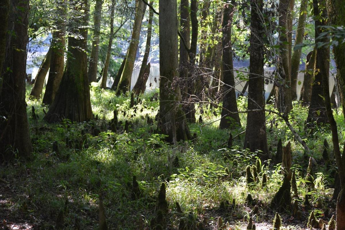 A view of a bottomland/floodplain forest, with wide based cypress and tupelo trees, cypress knees